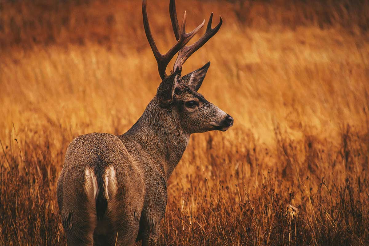 hunting